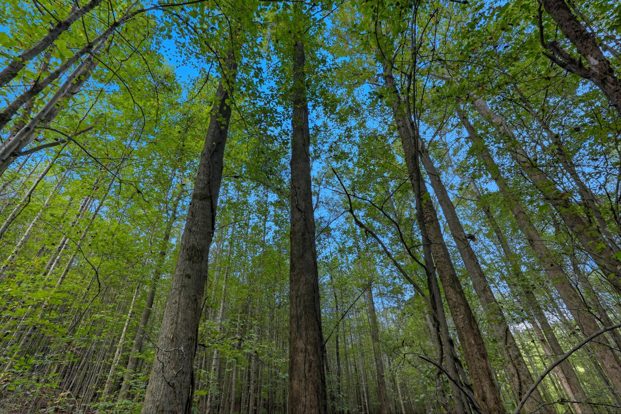 0 Liberty Road Sparta, TN 38583 - Photo 21 of 30 a map view of forest