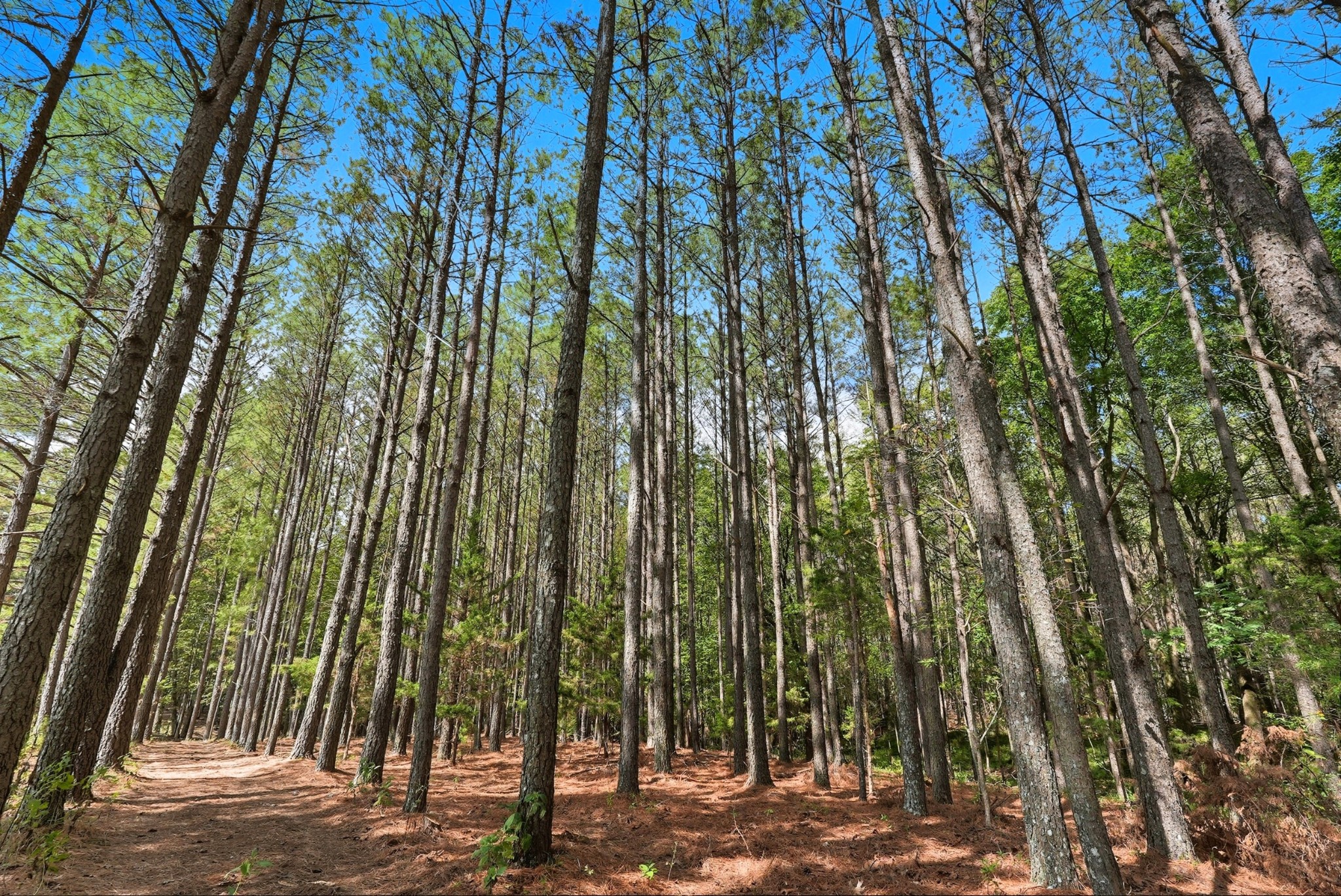 0 Liberty Road Sparta, TN 38583 - Photo 23 of 30 a view of outdoor space with lots of trees
