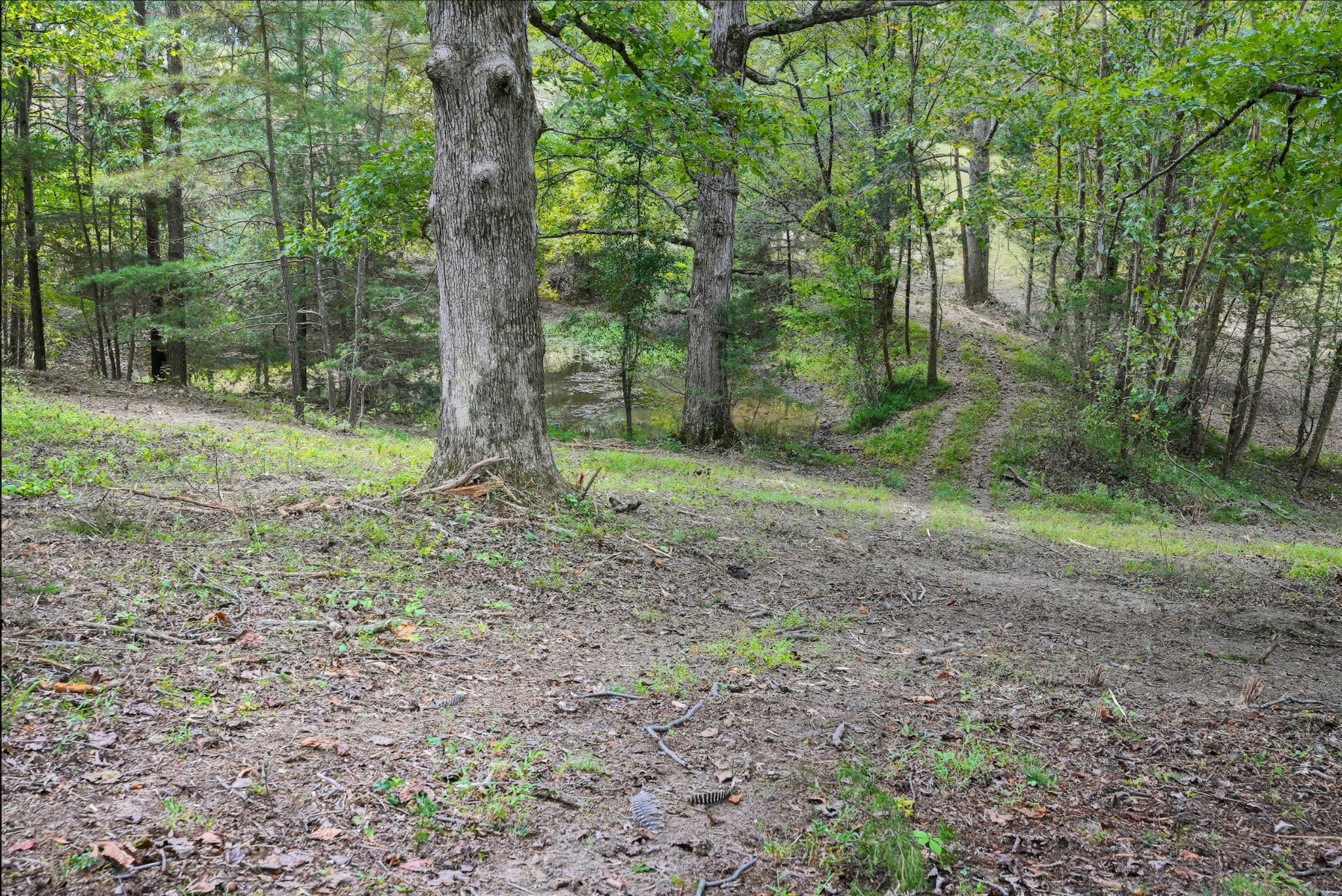 0 Liberty Road Sparta, TN 38583 - Photo 24 of 30 a view of a forest with trees