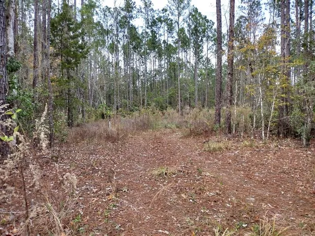 a view of a forest with trees in the background