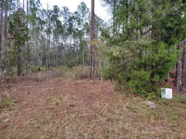 a view of a forest with trees in the background