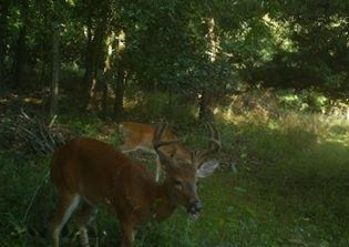 0 Clark Road Hillsdale, MI 49242 - Photo 3 of 8 Frontier bucks