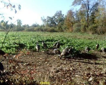 0 Clark Road Hillsdale, MI 49242 - Photo 4 of 8 Frontier Turkeys