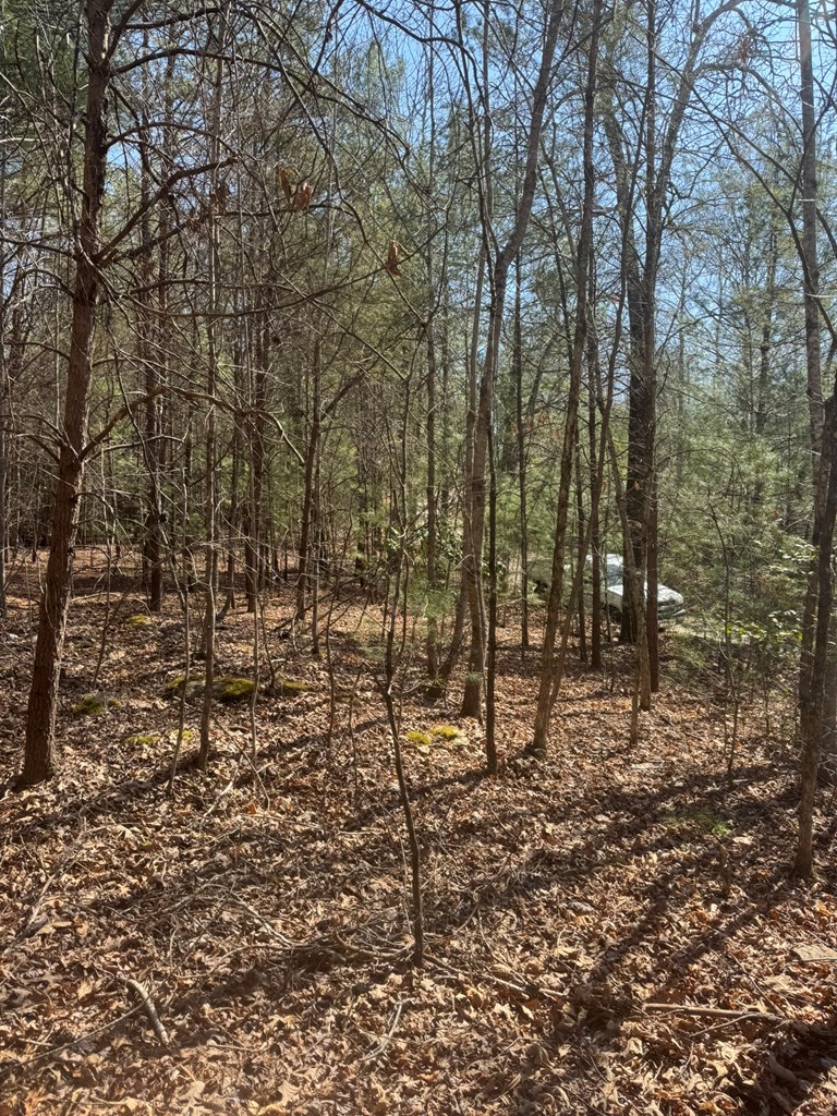 0 Blue Ridge Heights Drive Hayesville, NC 28904 - Photo 2 of 11 a view of a yard with large trees