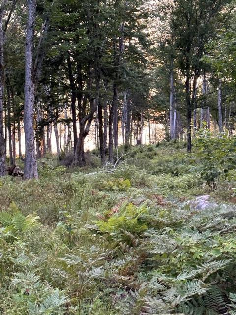 234 Estates Road Steuben, ME 04680 - Photo 1 of 10 IMG_7968