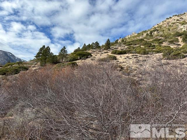 86 Pony Express Trail Markleeville, CA 96120 - Photo 15 of 24 a view of a dry yard with trees