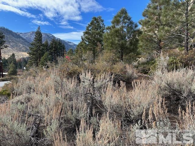 86 Pony Express Trail Markleeville, CA 96120 - Photo 22 of 24 a view of a lush green forest with lots of trees