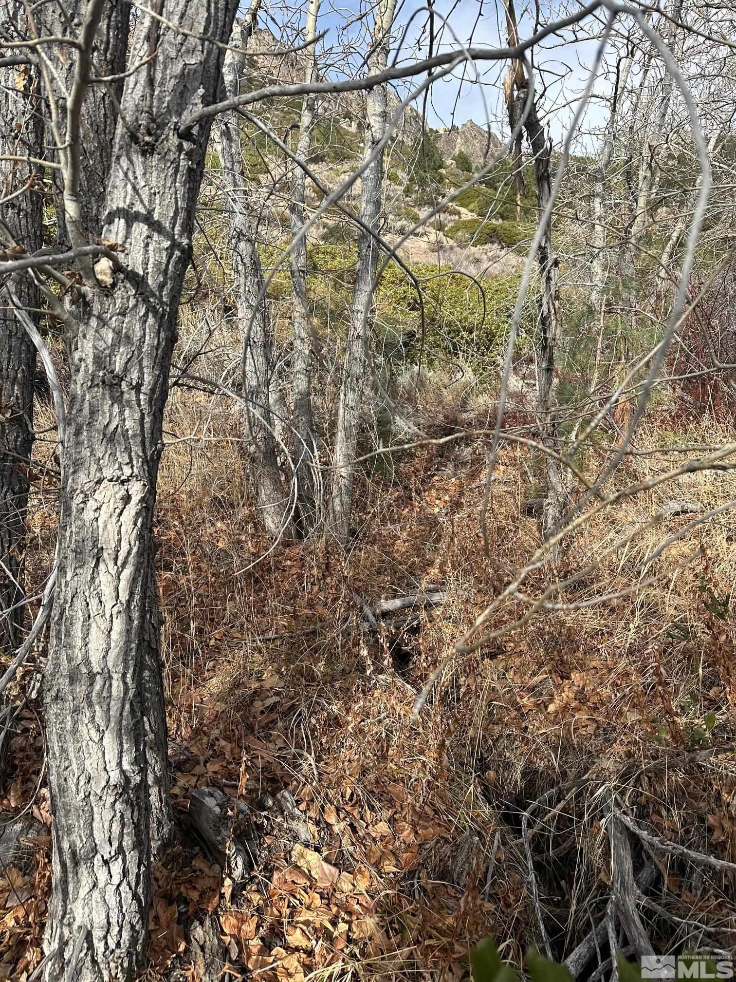 86 Pony Express Trail Markleeville, CA 96120 - Photo 6 of 24 a view of a yard of the house