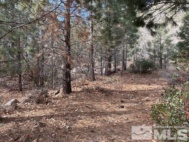 86 Pony Express Trail Markleeville, CA 96120 - Photo 10 of 24 a view of a forest with trees in the background