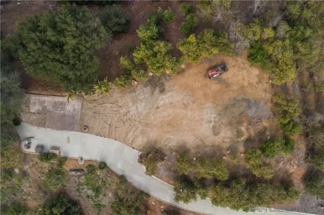 a close up of a plant