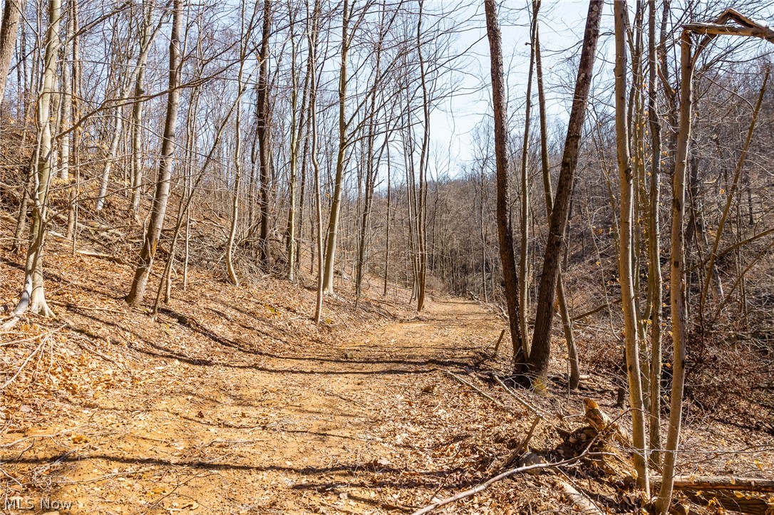 Sheepskin Ridge Road Lower Salem, OH 45745 - Photo 32 of 50 View of local wilderness