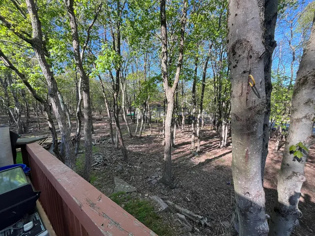 a view of a yard with plants and trees