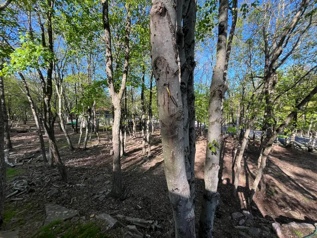 a view of a forest filled with trees