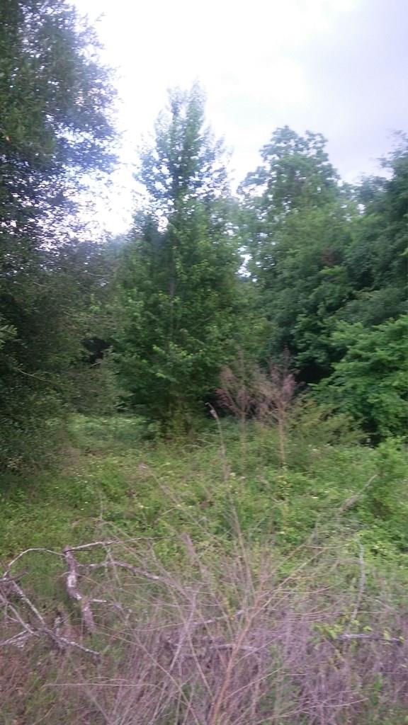 0 Hickory Grove Road Cottonwood, AL 36320 - Photo 1 of 1