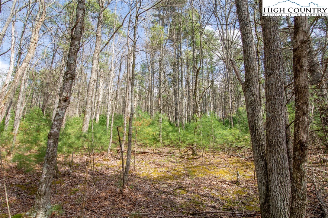 Oak Tree Lane Jefferson, NC 28640 - Photo 1 of 6