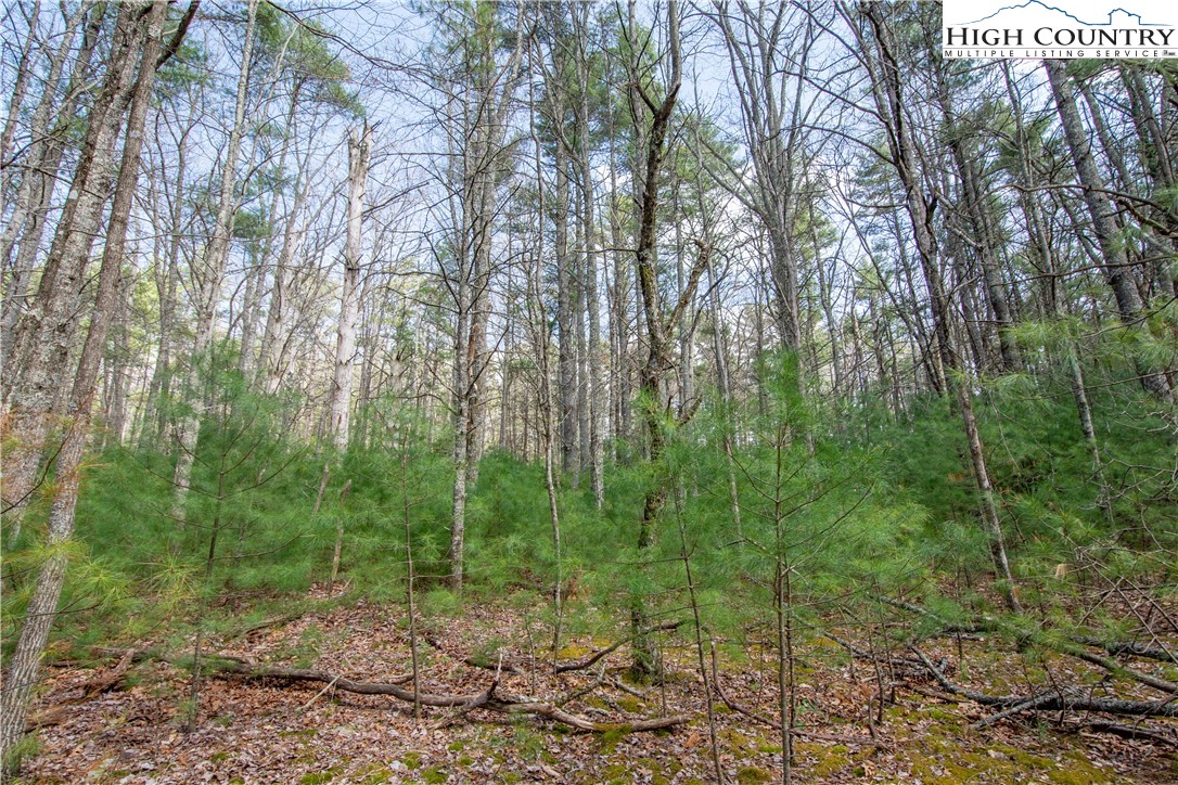 Oak Tree Lane Jefferson, NC 28640 - Photo 2 of 6