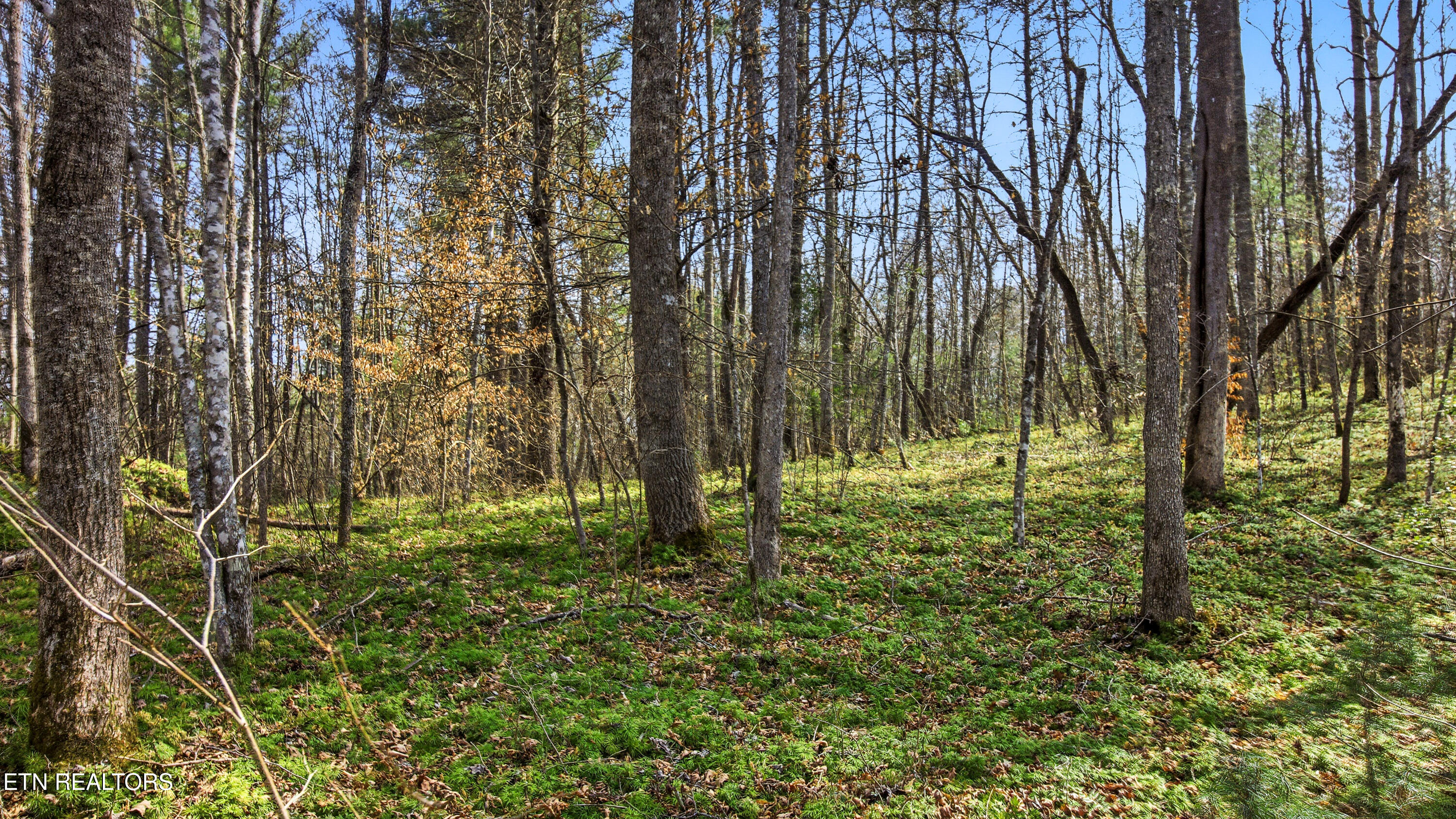 Young Road Robbins, TN 37852 - Photo 11 of 40 dan-8