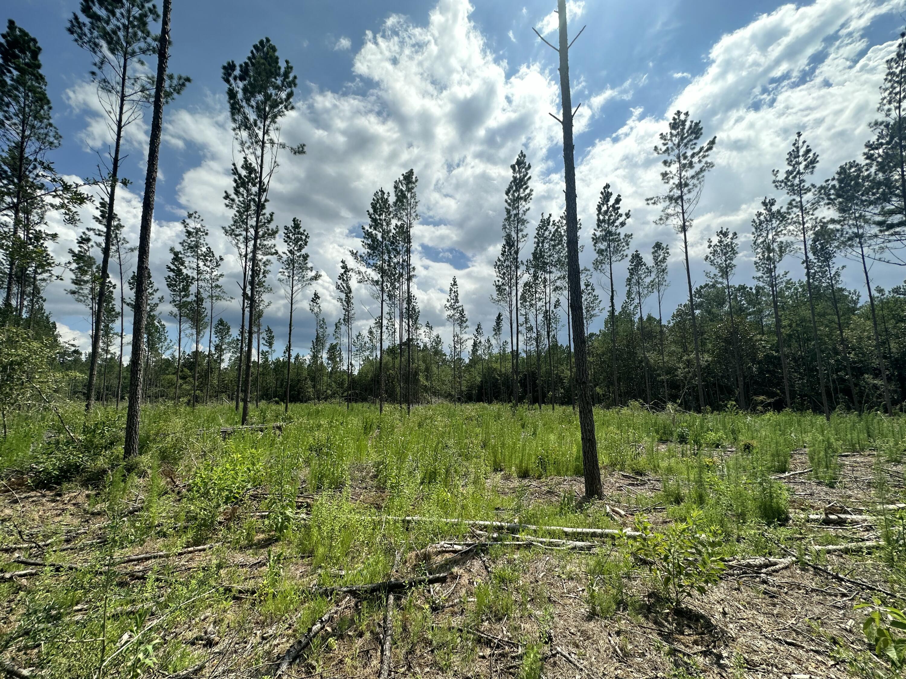 Parcel B Yellow River Baptist Church Road Baker, FL 32531 - Photo 2 of 5 a view of a park