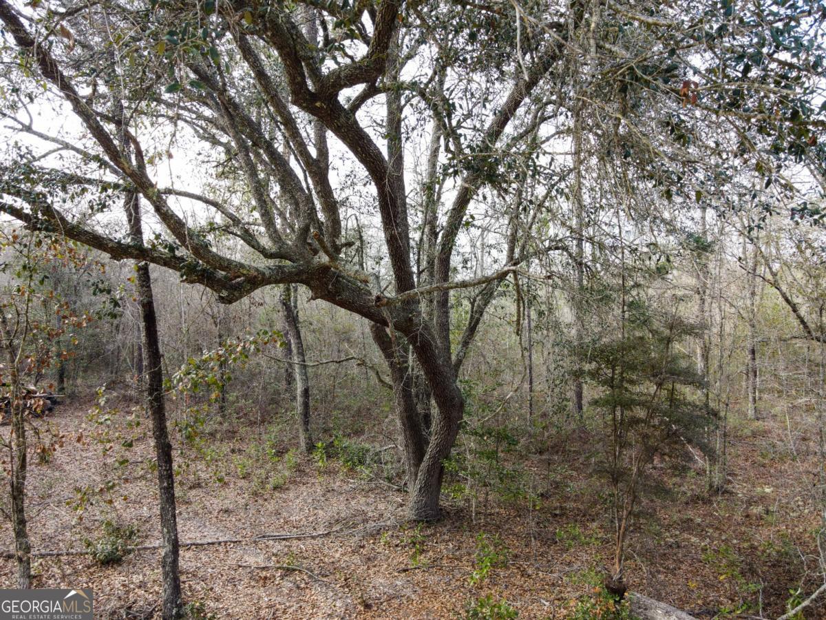 a view of a forest with trees in the background