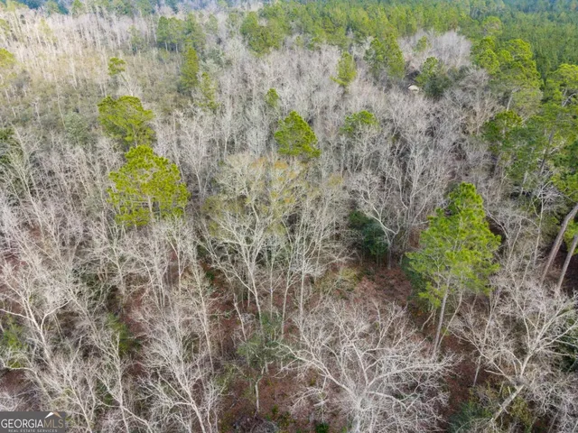 a close up of a plant in a garden