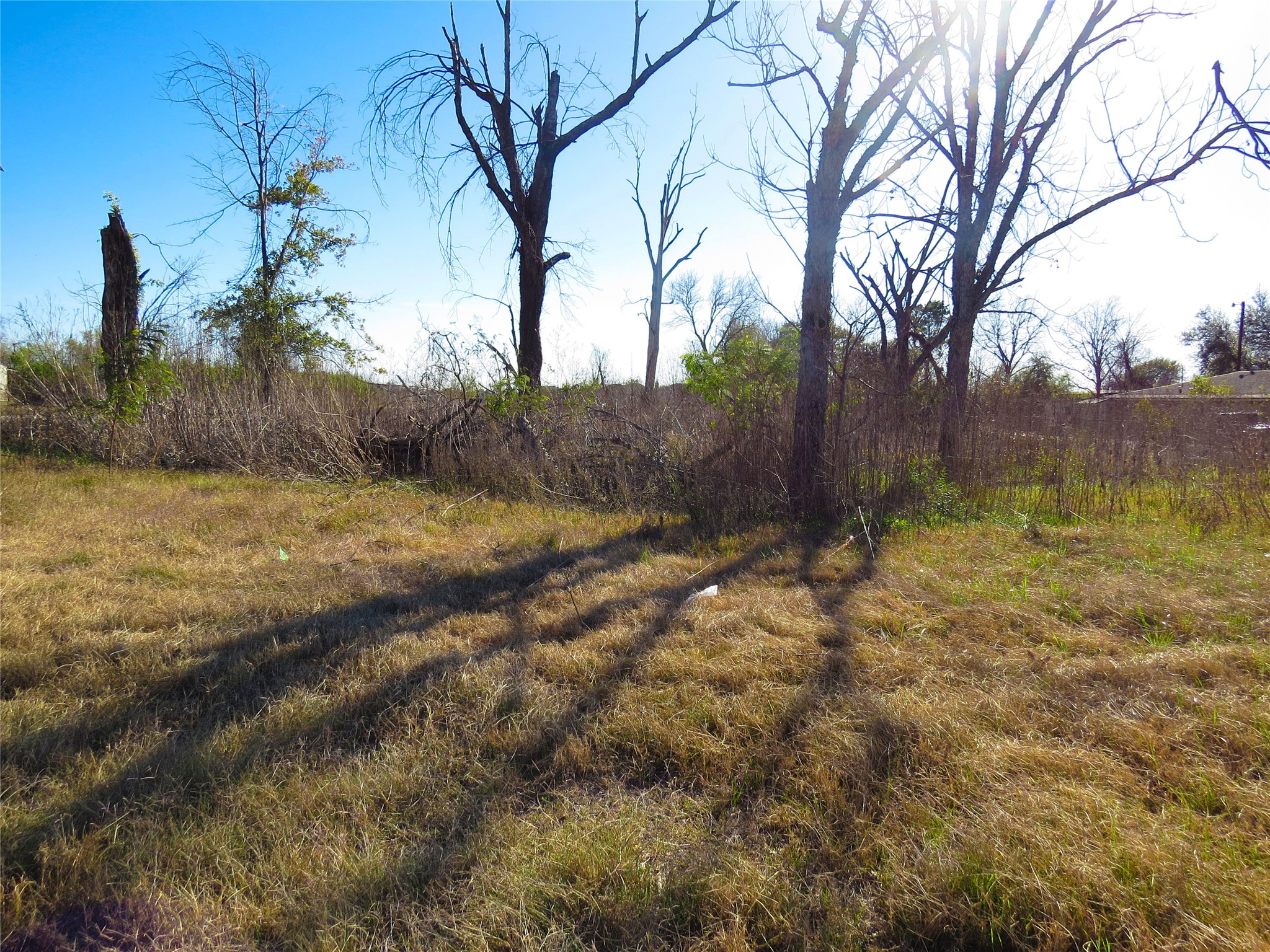 9535 Zaka Road Houston, TX 77064 - Photo 6 of 7 a view of a yard with trees