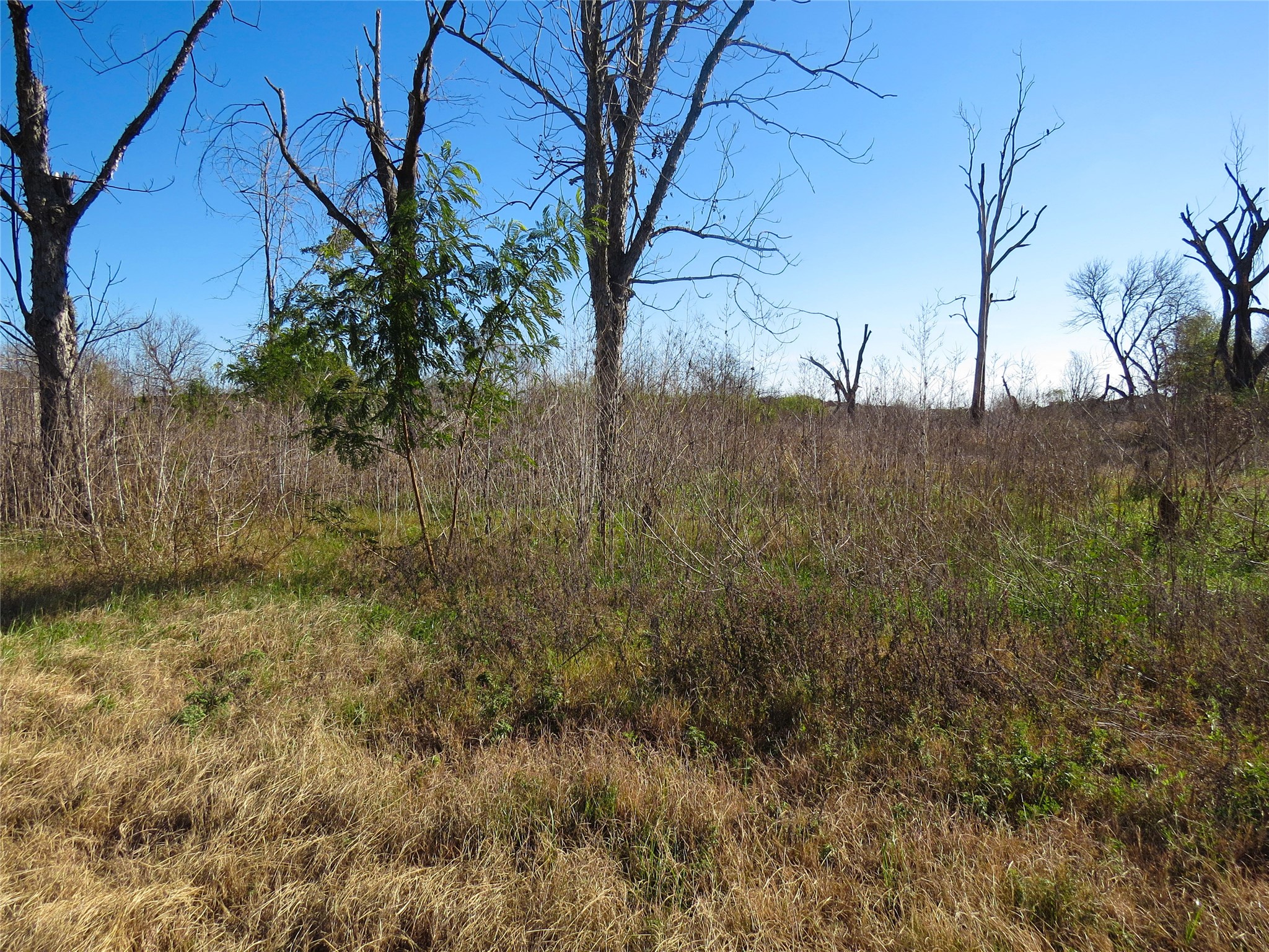 9535 Zaka Road Houston, TX 77064 - Photo 7 of 7 a view of a yard
