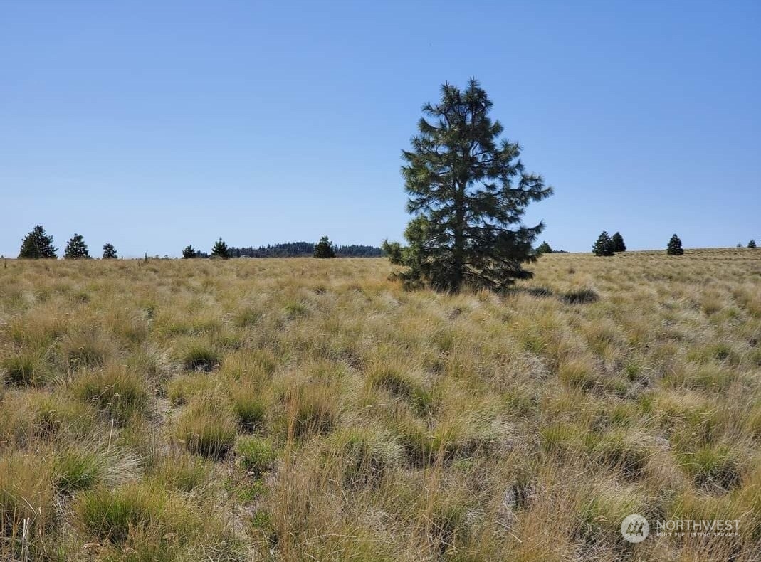 205 Middle Road Bickleton, WA 99322 - Photo 3 of 19 a view of a dry yard