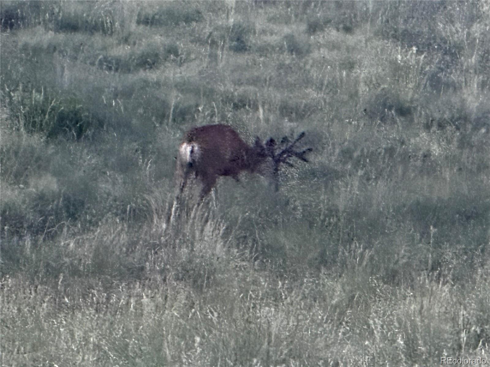 134 Schierl Road Fort Garland, CO 81133 - Photo 10 of 12 a view of a dry yard