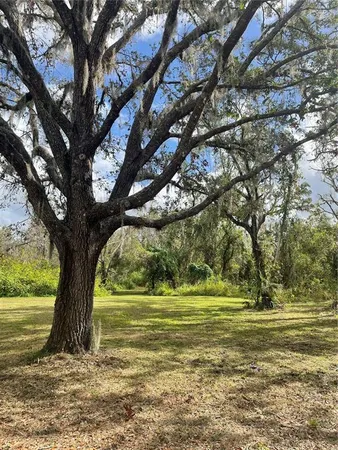 a view of a yard with large trees
