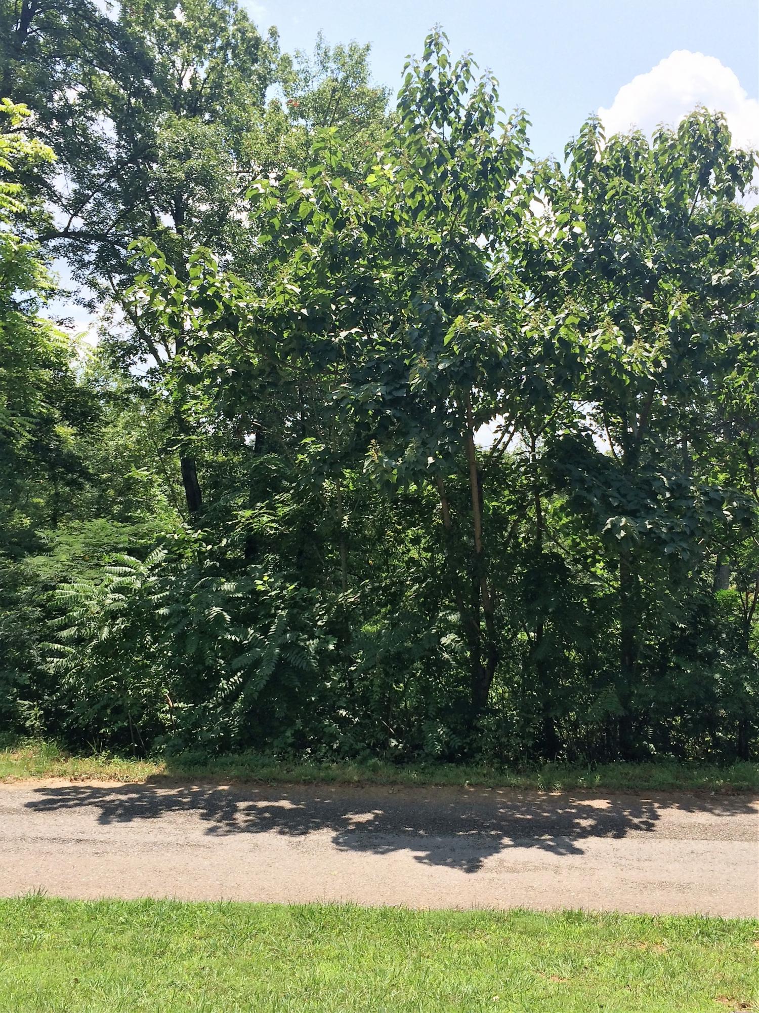 Booker Maynardville, TN 37807 - Photo 3 of 8 Wooded Lot