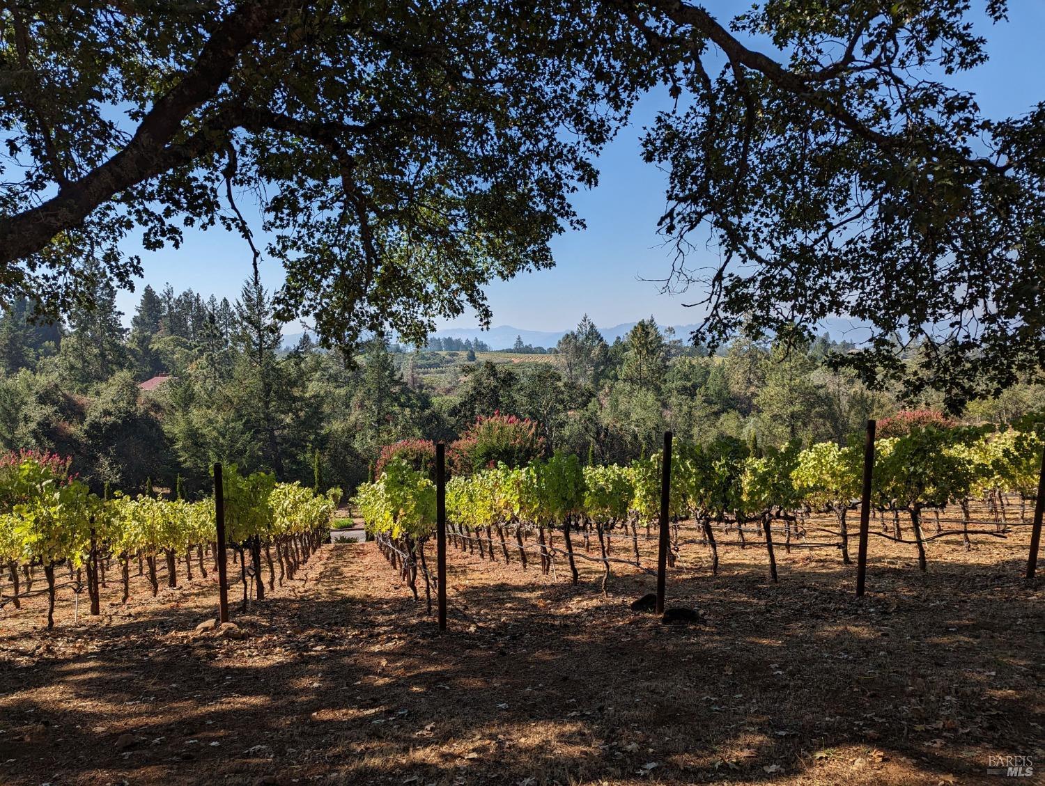 326 Brookside Drive, Unit B Angwin, CA 94508 - Photo 1 of 1 a view of a trees with a yard