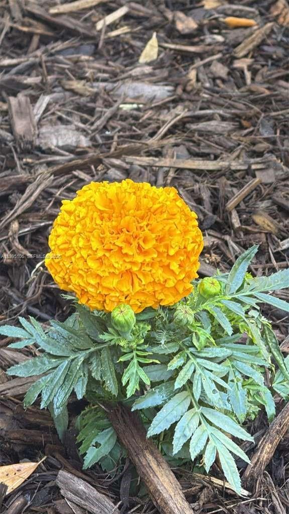 55 North Sewalls Point Road Sewall's Point, FL 34996 - Photo 8 of 21