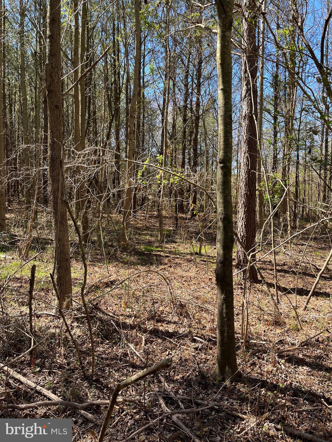 64 Unionville Road Pocomoke City, MD 21851 - Photo 4 of 5