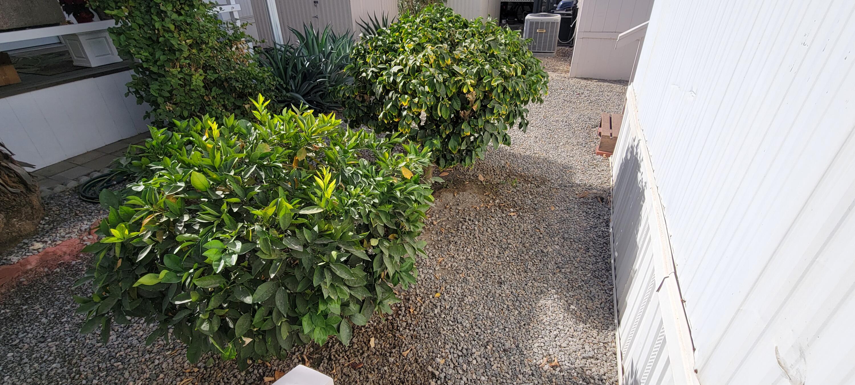 244 Standing Bear Cathedral City, CA 92234 - Photo 6 of 76 ORANGE AND LEMON TREES