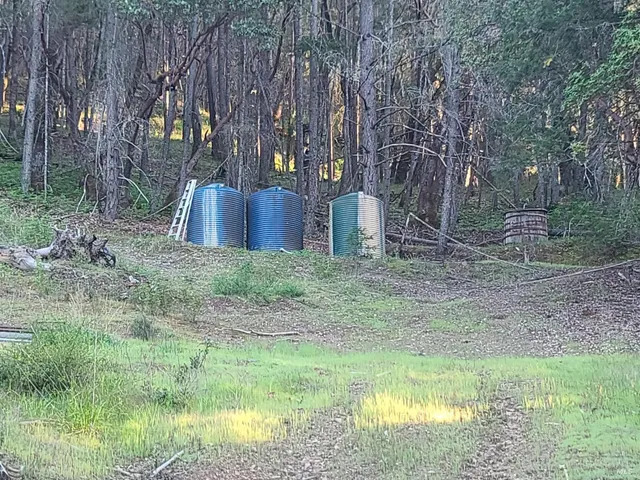 a view of backyard with tree