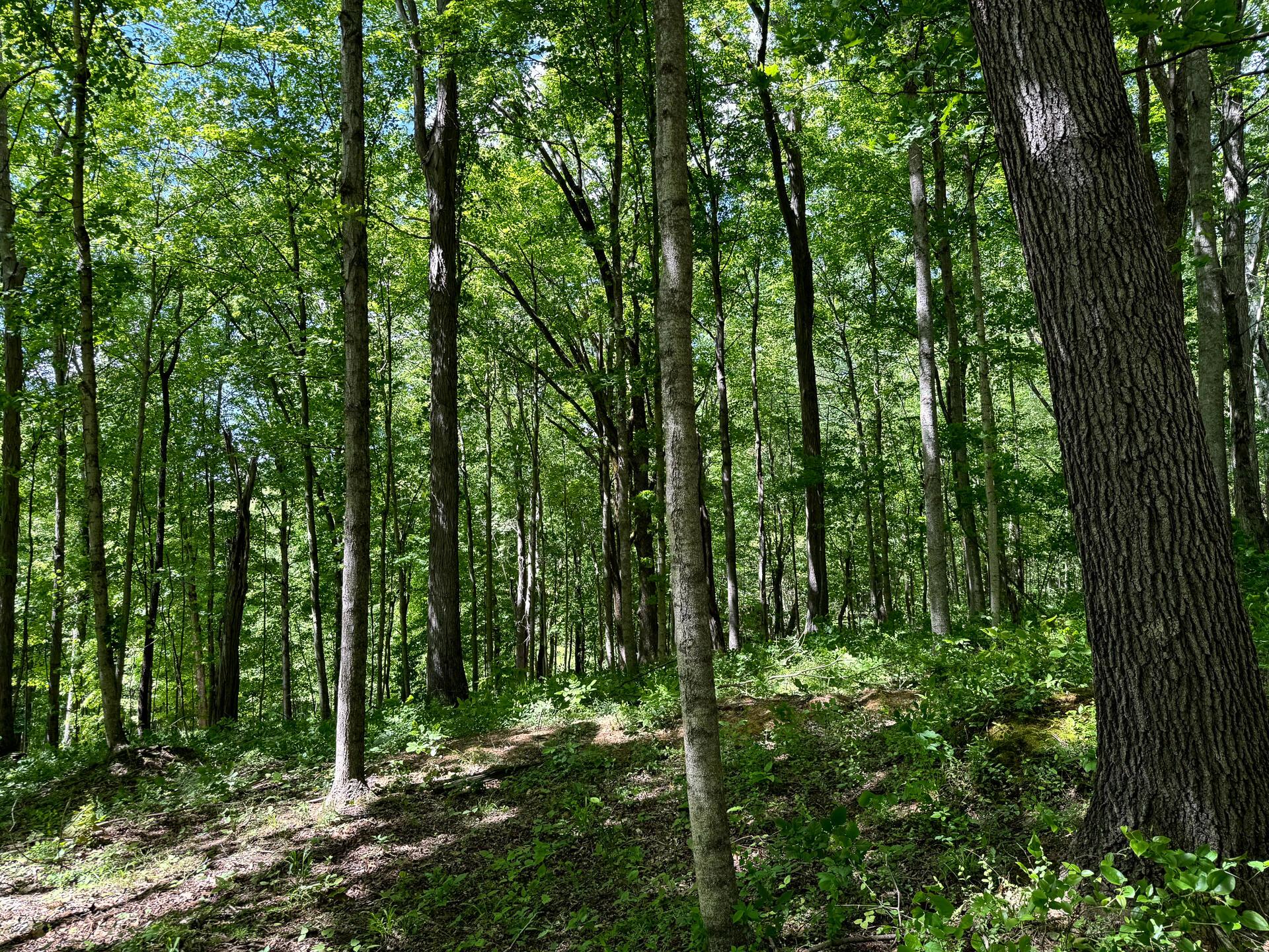 0 Little Kyger Road, Unit LITTLE KYGER TRACT 4) Cheshire, OH 45620 - Photo 12 of 28 CT-12