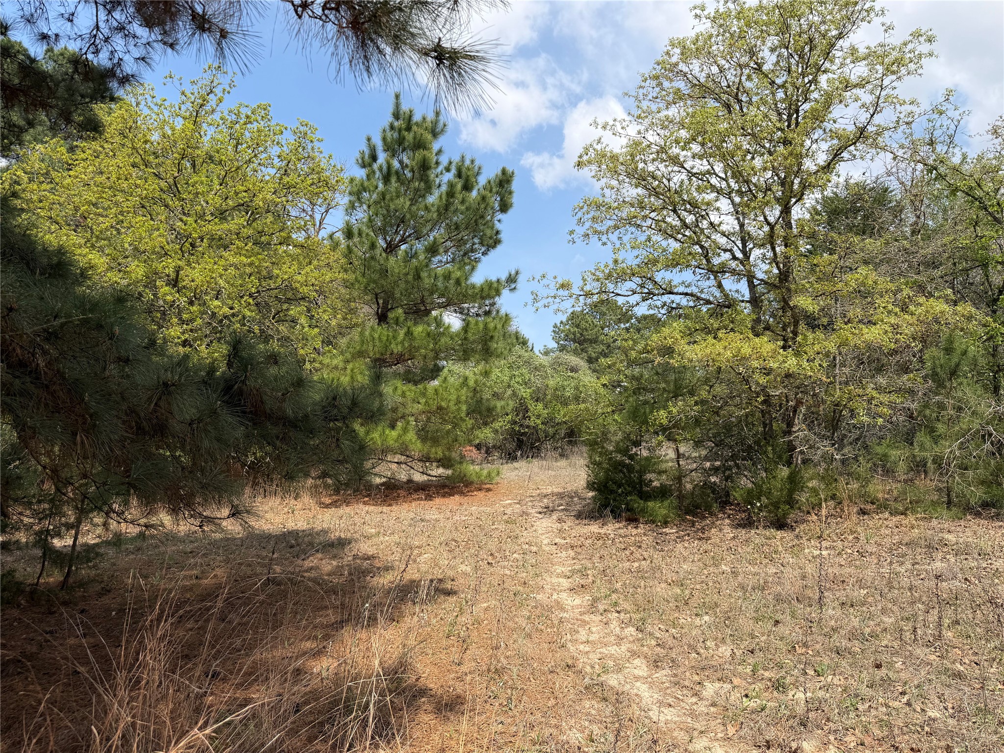 118 Edmonson Ranch Road McDade, TX 78650 - Photo 5 of 16 View of nature
