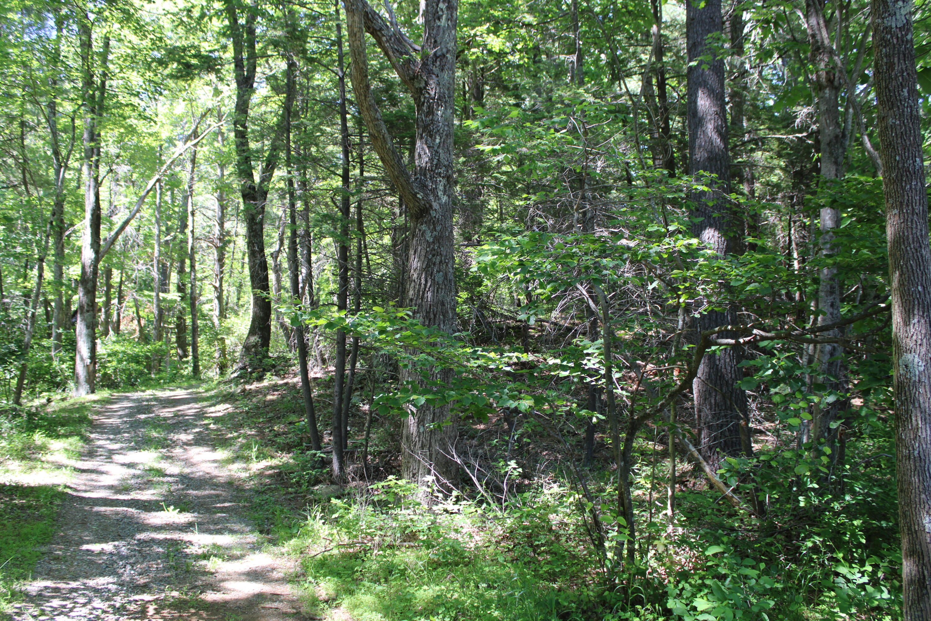 7923 Poor Mountain Road Bent Mountain, VA 24059 - Photo 92 of 95 IMG_0217