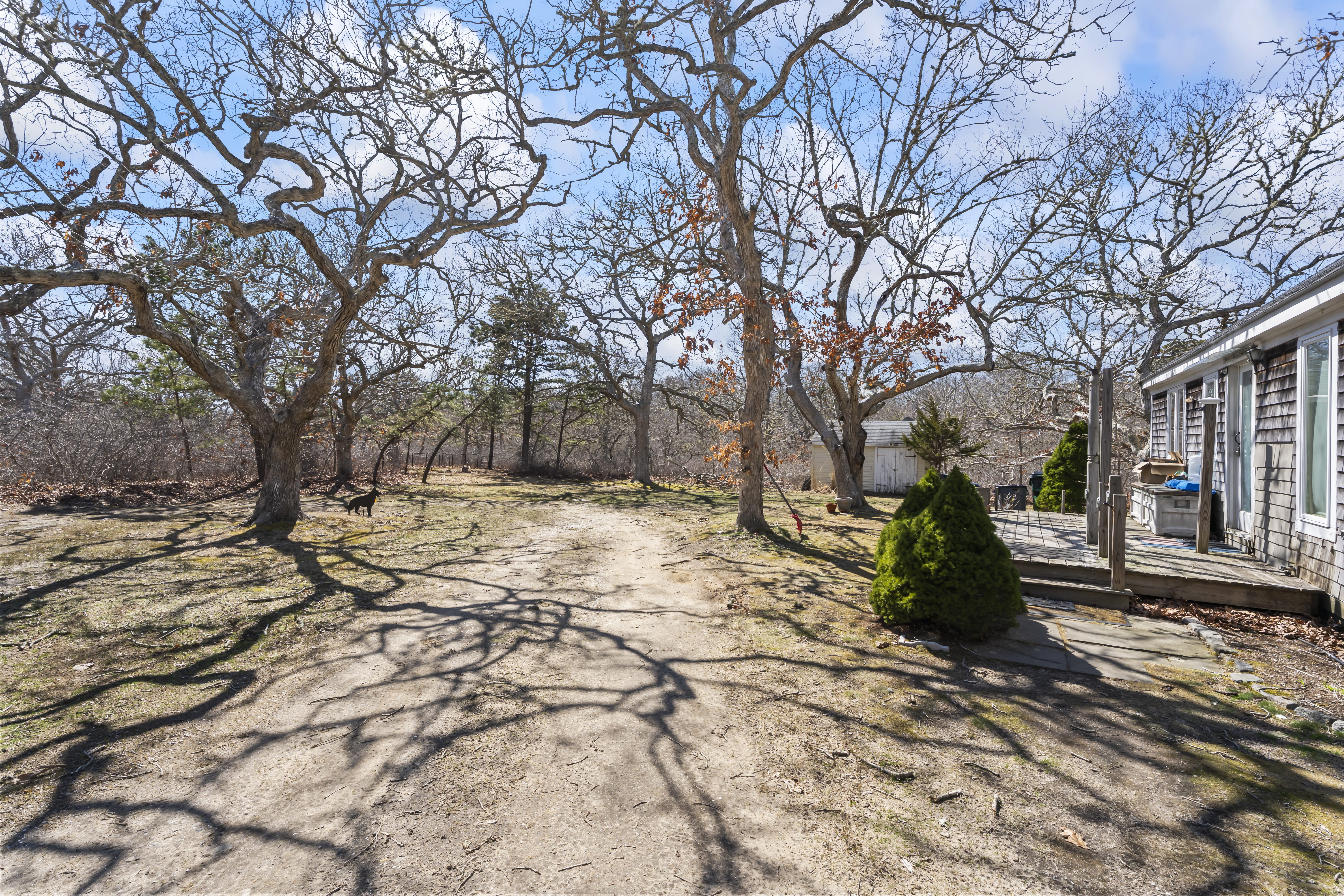 47 Quenames Road Chilmark, MA 02535 - Photo 7 of 8 a view of a yard with trees