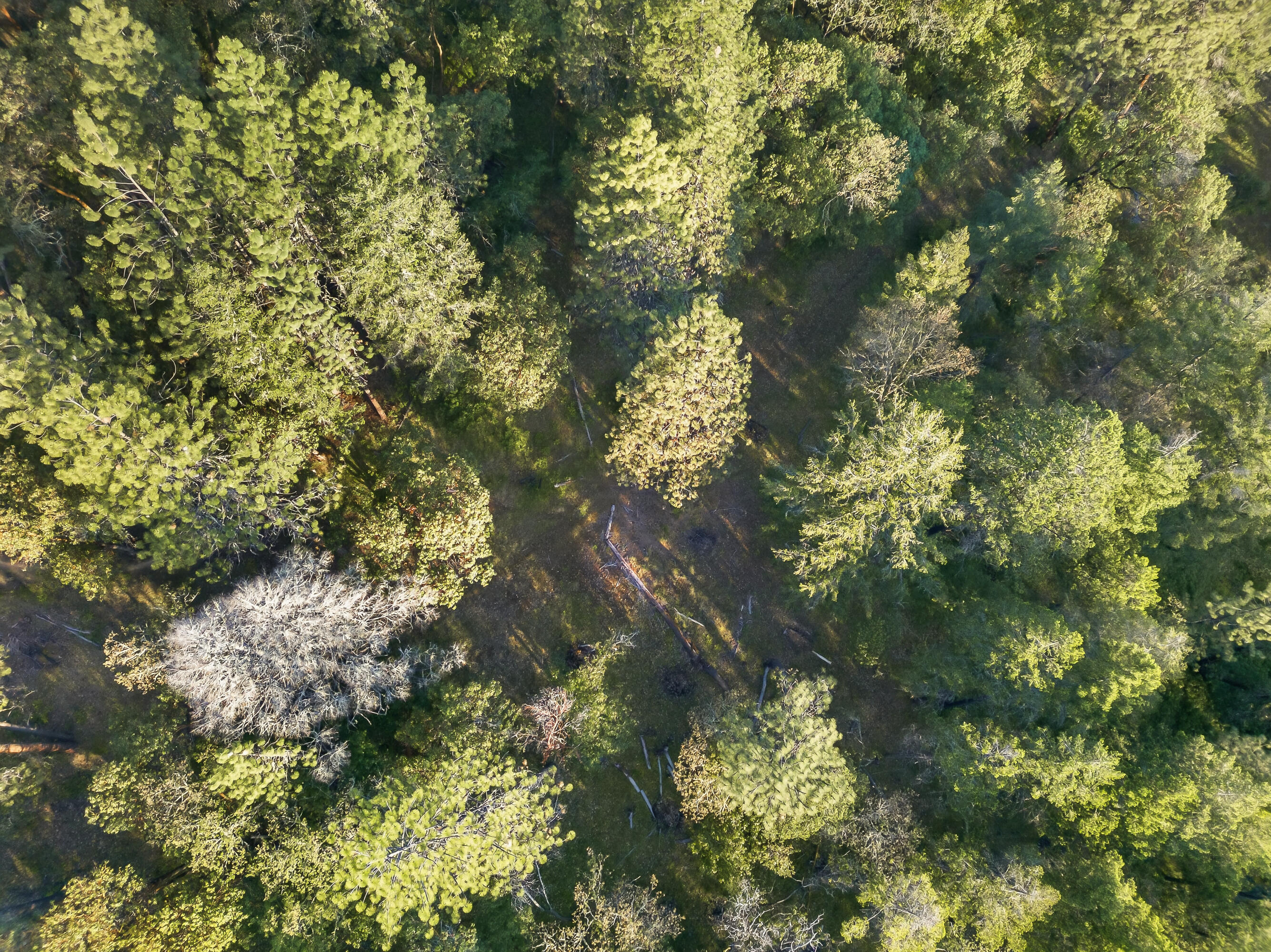 0 Applegate Street Jacksonville, OR 97530 - Photo 13 of 25 DJI_20260506070038_0057_D