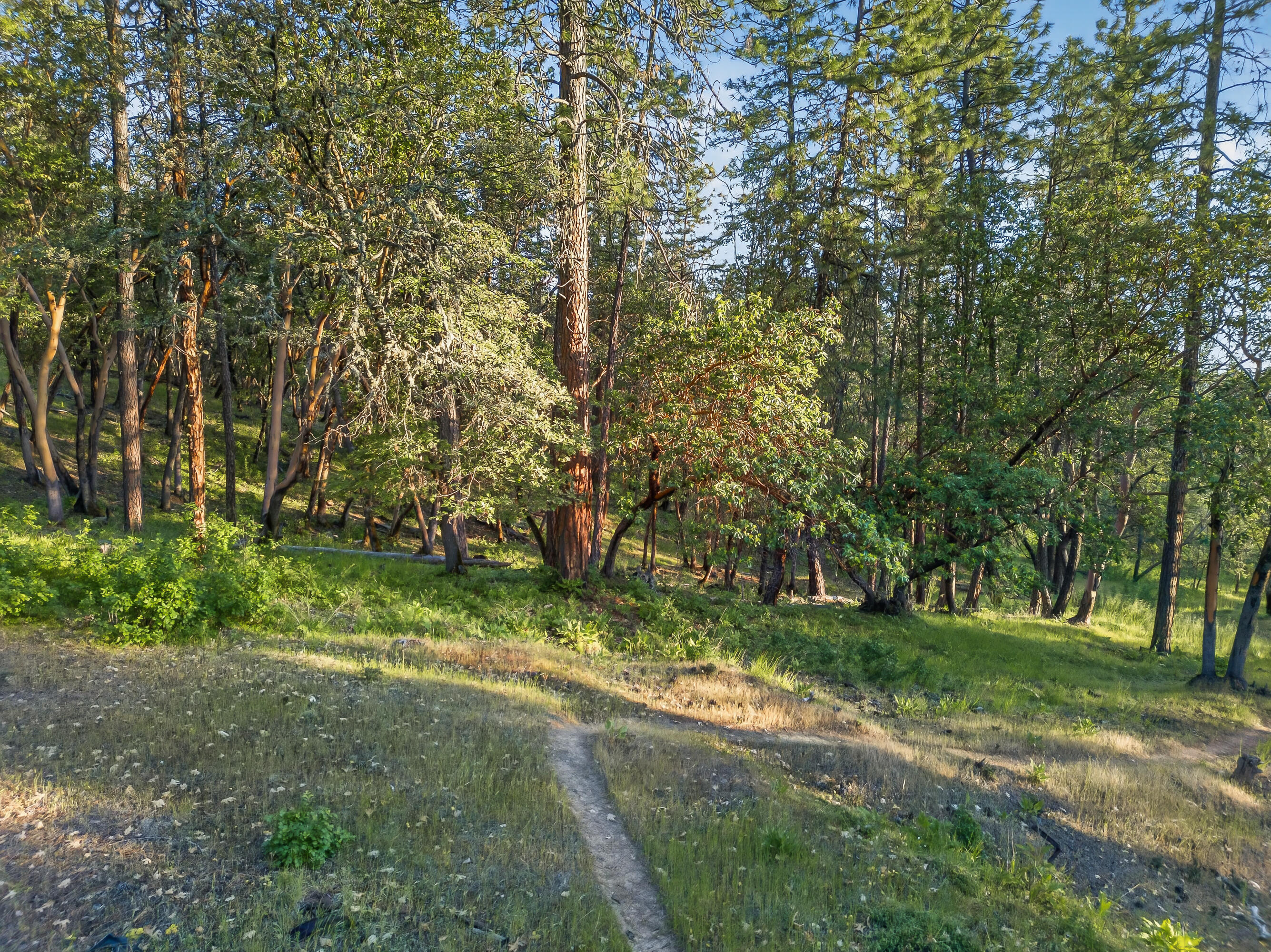 0 Applegate Street Jacksonville, OR 97530 - Photo 15 of 25 DJI_20260506070124_0066_D
