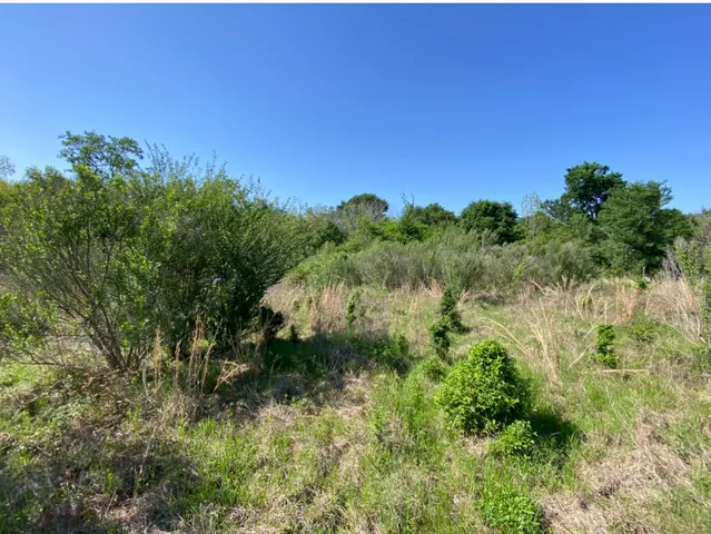 a view of a field of grass and trees