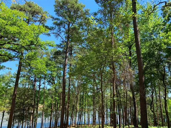 a view of a garden with plants and trees
