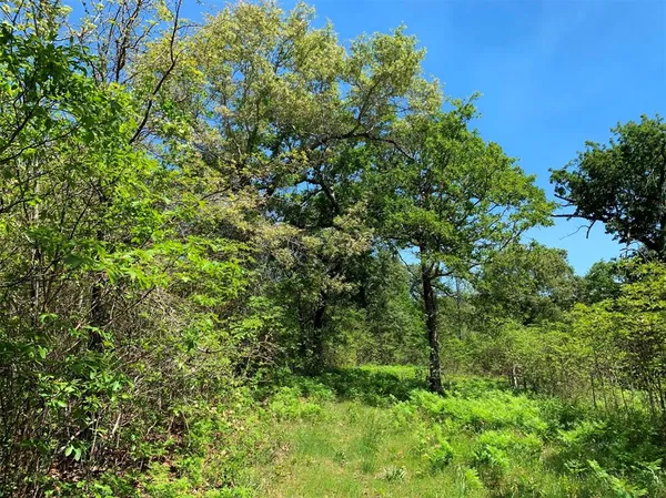 a view of a lush green forest with lawn chairs and plants