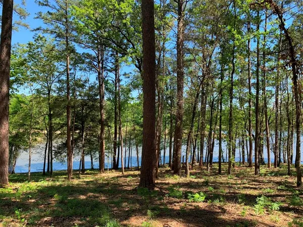 a view of outdoor space with trees