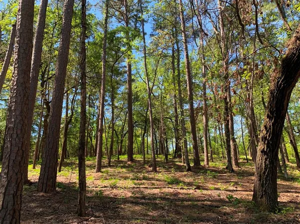 a view of a yard with trees