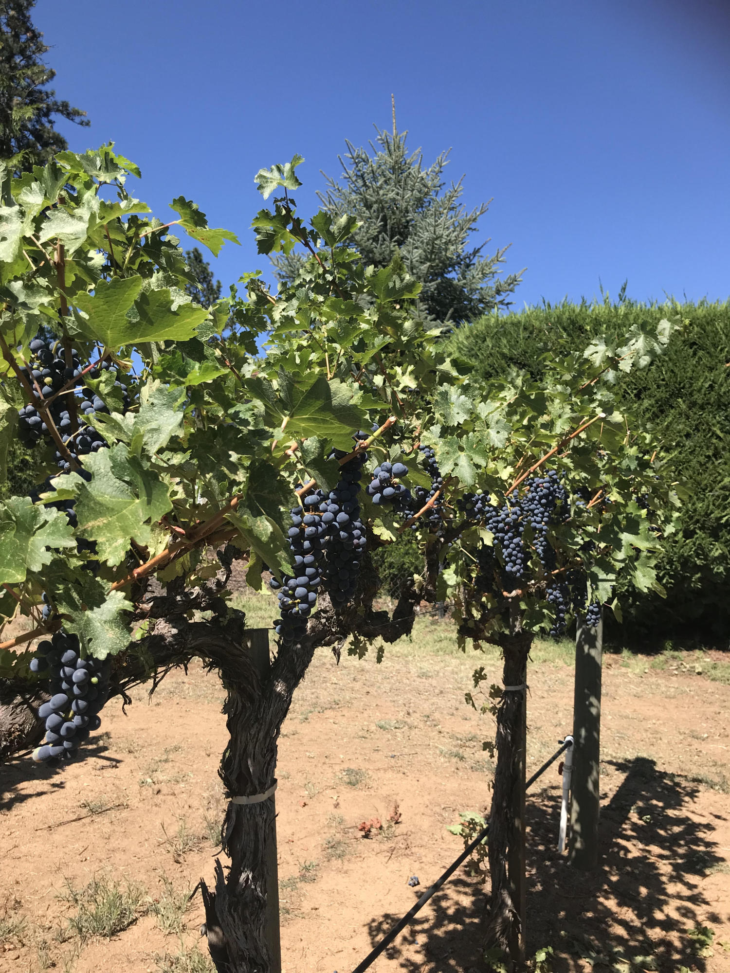 1930 Old Military Road Central Point, OR 97502 - Photo 62 of 63 grapes