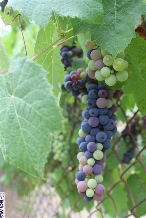 517 St Albans Road San Gabriel, CA 91775 - Photo 30 of 36 Additional Photo