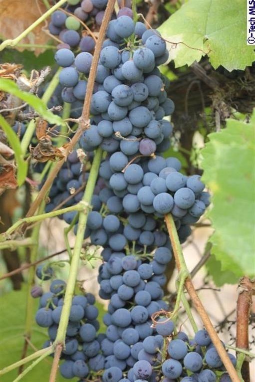 517 St Albans Road San Gabriel, CA 91775 - Photo 31 of 36 Additional Photo