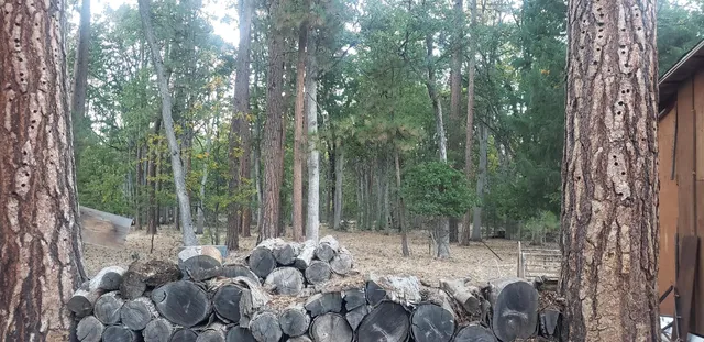 a house that has a tree in front of it